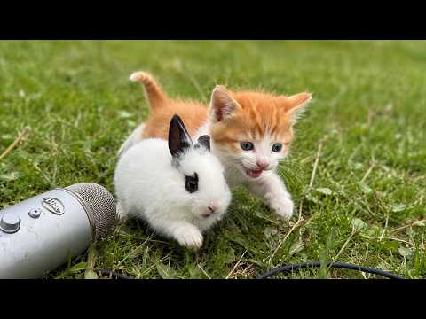 Can Kittens and Bunnies Make ASMR? You Won't Believe This!