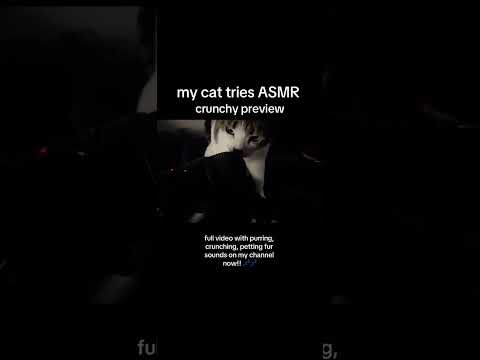 ASMR cat purring & crunching (full vid out now) #asmr #cat #catpurring #catsounds #asmrsounds #sleep