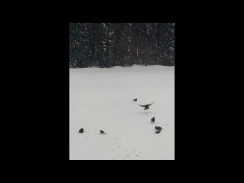 Birds in the Snow: Winter Snack Time!