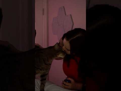 The Kitty Chiropractor 😺 #asmr #shorts
