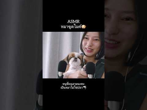 ASMR Dog Foam Mic