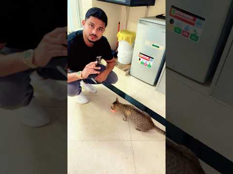اليوم قدمت طعامًا لقطة عشوائية في دبي   ❤️ 🐈 #shorts