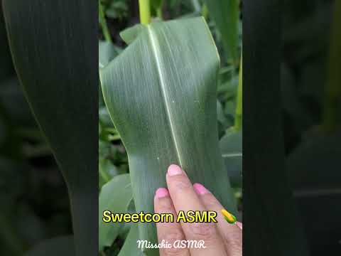 ASMR With Corn Crops 🌽 #asmrfood #asmrnature #corn #naturesounds