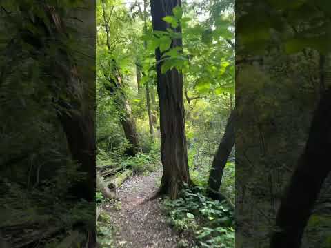 Lo-fi Walking in Nature