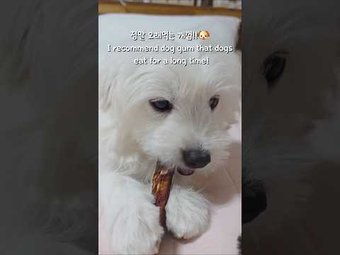개껌 먹는소리asmr🐶❤️ Dog gum recommendation for dogs to eat for a long time! #asmrdog #귀여운강아지