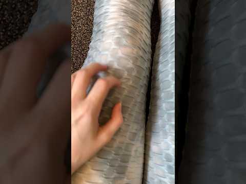 Textured Scratching ASMR #asmr #shorts