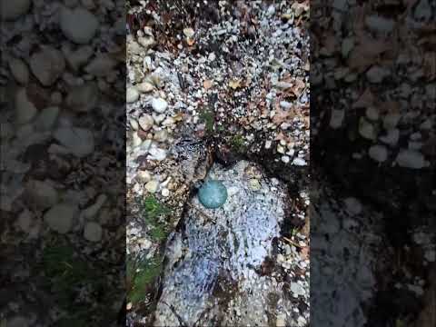 I take a new video on to the forest with new drum