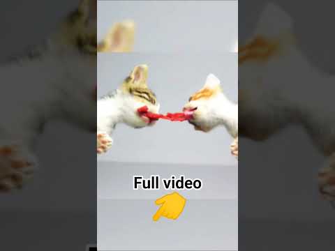 kittens battle #ASMR #cat #shorts