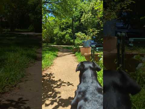 Milo in the Sun listening to the birds #ambience #asmr #cute