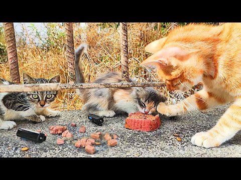 Stray Cats and Kittens Eating Wet Cat Food ASMR