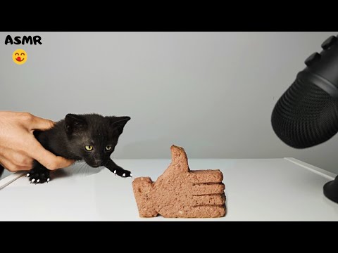 👍 Kitten eating LIKE Button ASMR