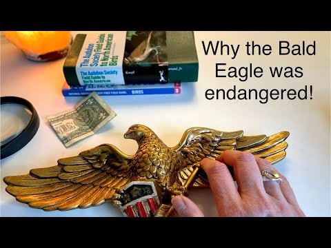 Let’s Discuss the Near Extinction of the Bald Eagle ~No Frills ASMR Soft Spoken Female Regular Voice