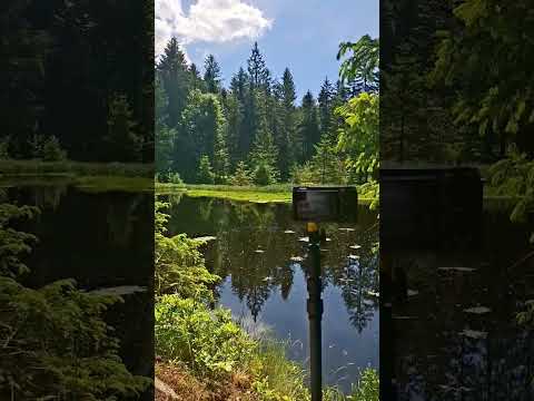 real sounds of forest