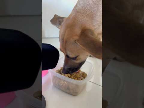 my dog tries #asmr