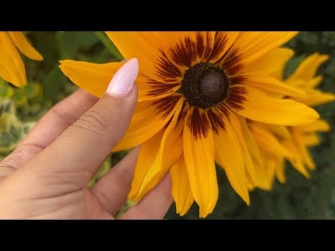 ASMR en la naturaleza de vancouver 🍃🇨🇦 