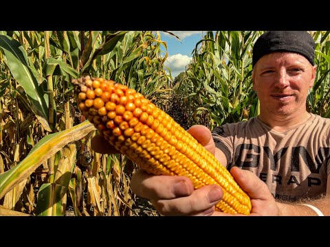 ASMR Corn Field Massage 