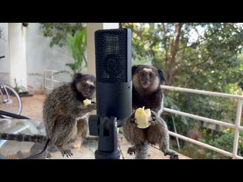 ASMR monkey