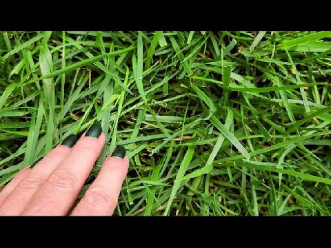 ASMR | Touch Some Grass (Whisper)