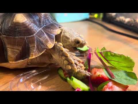 ASMR| My turtle is having dinner| Черепашка Шишка ужинает🐢🍀