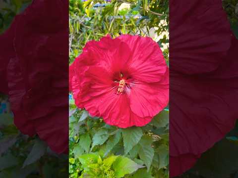 🌺 #visualtingle #asmr #relax