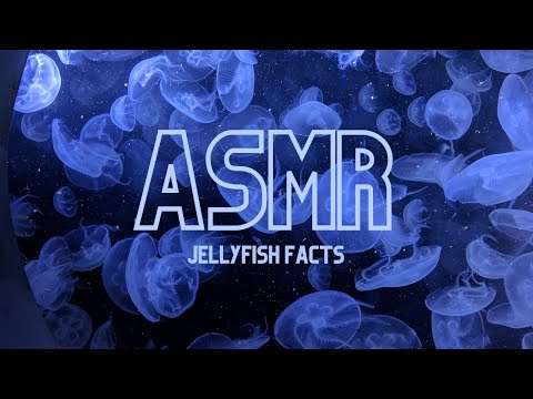 Up-close whispered Jellyfish facts ASMR