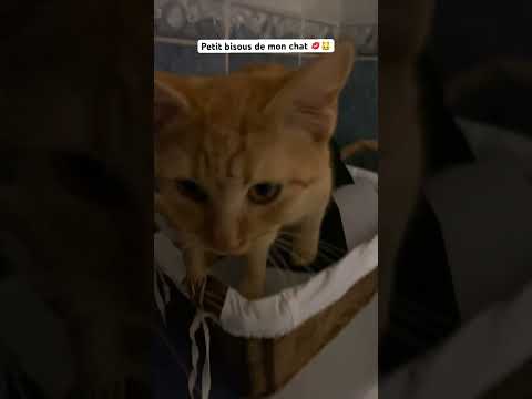 Mon chat vous fais un bisou pour vous souhaitez bonne fête ! 😊