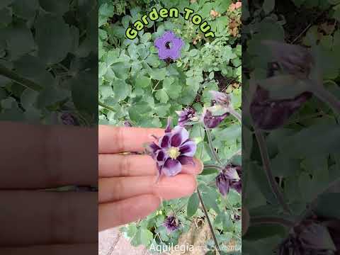 ASMR Spring Garden Tour #asmrnature #birdsong #gardening #asmrshorts
