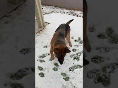 Happy Shepherd loves Las Vegas Snow