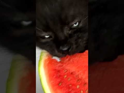 ASMR Mukbang Kitten Cat Eating Watermelon 🍉