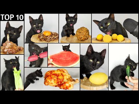 Top 10 Cat ASMR Eating Compilation