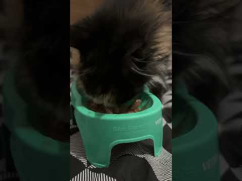 ASMR MUKBANG : GATA COMENDO 🐱