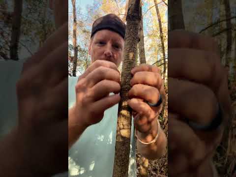ASMR Tree Massage #asmr