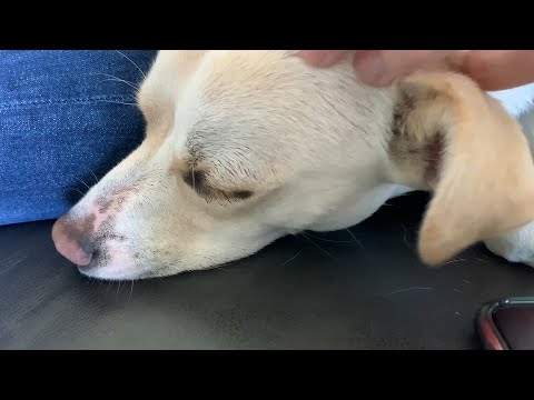 [ASMR] Petting a Sleepy Dog (No Talking)