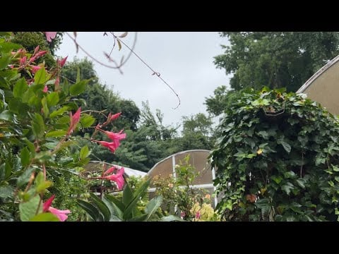 🌧️📚🌻 Cozy Rainy Day Greenhouse Walk Through🌻📚🌧️NO MIDROLL ADS