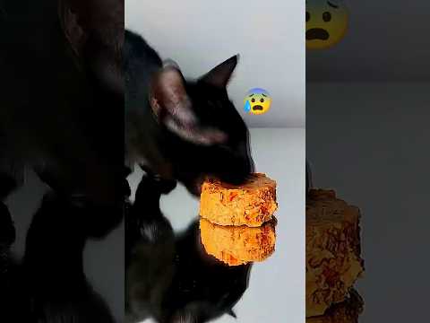 CAT ASMR #Cat #ASMR #eating #shorts