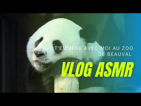 ASMR FR 🐼 Je t'emmène avec moi au Zoo de Beauval (chuchotement proche du micro)