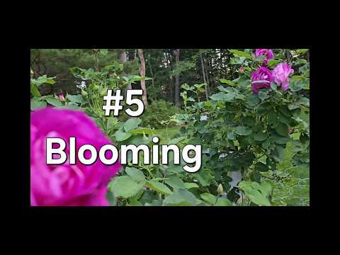 Garden 26 Blooming (ASMR)