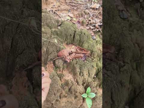 asmr in nature 🌴🌲