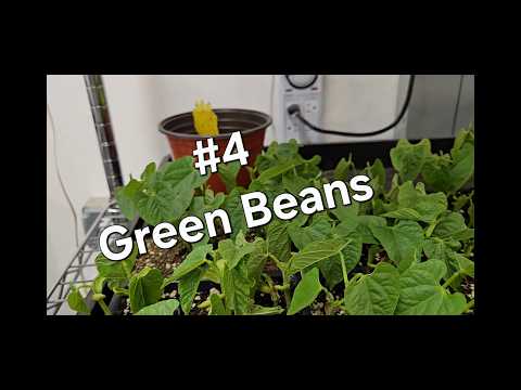 Garden 2026 Green Beans (ASMR)