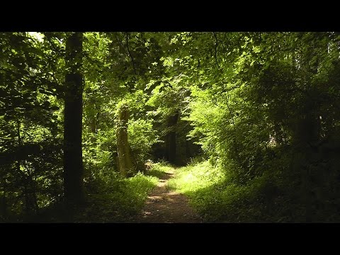 Relaxing Nature Journey & Walkabout #15 (Narrated) - Late Spring 2014 - Streams, Bird Sounds