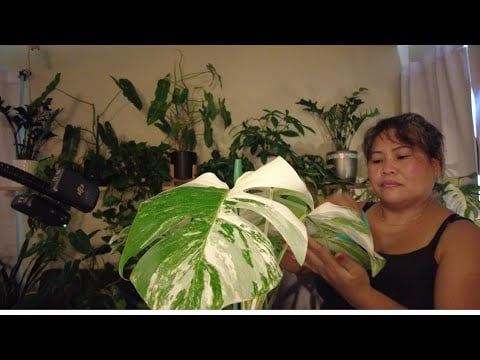 Relaxing ASMR While Dusting Wiping My Indoor Plants 🌱 Water Spray Sound  💦 Plants Tingles whispering