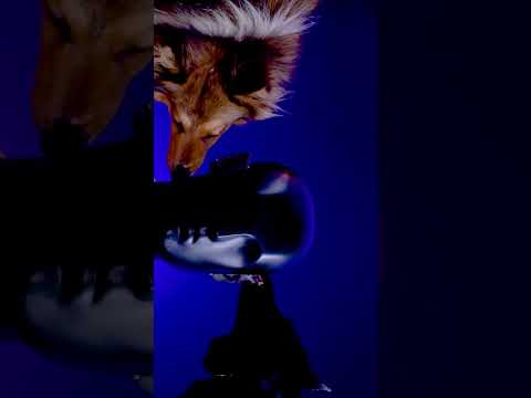 ASMR : JE LECHE TON OREILLE !