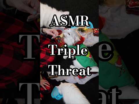 Triple Threat! (noms) #asmr #binaural #cat #sweater #bonkers #christmas