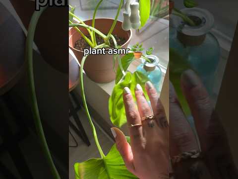 ASMR With Plants 🌱 #asmr