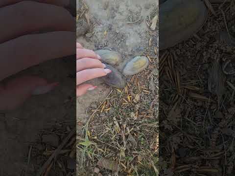 ASMR Scratching and Tapping in natuer #asmr #asmrvideo #scratch #tapping