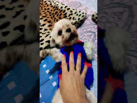 Le hago cosquillas a mi chiquitín 🥰🐶🥰 #relax #asmr