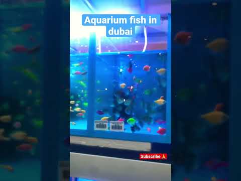 Aquarium Fish In Dubai 🐠🐡 #shorts #dubai #aquarium #fish