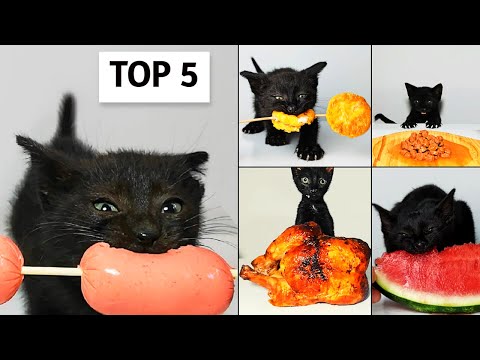 Top 5 Kitten ASMR Eating Compilation