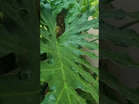 Australian Summer Rain #asmrtriggers #rainsounds #relax