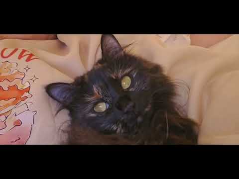 Loud Cat Purring 